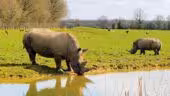 CERZA Parc des Safaris