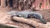 CERZA Parc des Safaris