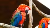 CERZA Parc des Safaris