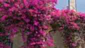 Le Park Mougins