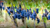 Domaine Maison Dodo
