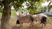 La Ferme Agerria