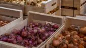 Le Village Potager