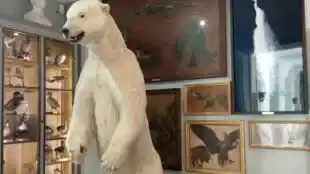 Musée de la Chasse et de la Nature