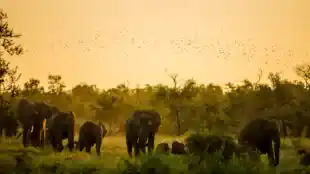 Safari virtuel