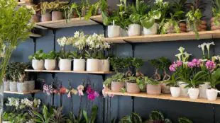 PACHECO - Artisan fleuriste, atelier et coworking