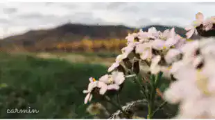 Achillée