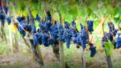 Domaine Maison Dodo