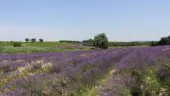 La Ferme Chapouton